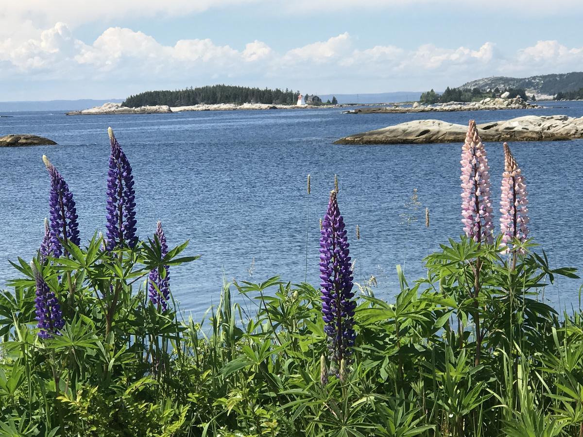 Bluefin Cottage Indian Harbour Exterior foto